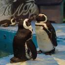 ペンギンのいるBAR池袋　ホールスタッフ（アルバイト）急募！の画像