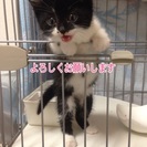 家族決定しました。 - 足利市