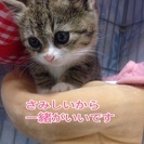 家族決定しました。 - 猫