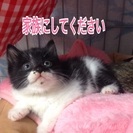 家族決定しました。 − 栃木県