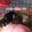 家族決定しました。 - 里親募集