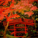 11/26(土)紅葉お散歩会 - 渋谷区