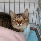 猫昨年7月生まれ。人なつこくお膝大好き可愛いキジトラ女の子です。...