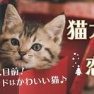 12/17(土)かわいい猫と触れ合える♪【着席でまったり】猫カフ...
