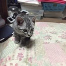 問い合わせが殺到のため一時募集ストップとさせていただきます再度里親募集
