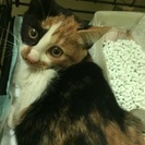 三毛猫 美猫姉妹