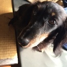 ダックス4歳 女の子 - 犬