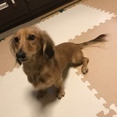 ミニチュアダックス♀9ヶ月 静岡県