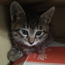 かわいいキジトラ子猫もらってください。(只今、一時停止させてくだ...