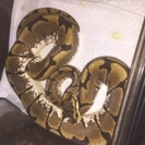 ボールパイソン　スパイダー入荷