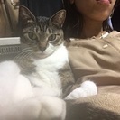 迷い猫を探しています