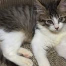 ★半長毛のカワイイ仔猫の里親さん募集
