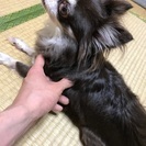 6歳の女の子です