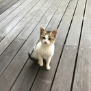 人なつっこい子猫が昨夜から家の前にいます (11/27,28, 12/11追記) -- 12/11譲渡完了しました - 泉佐野市