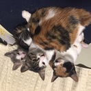 いろいろの模様の猫がいます。ほしい人は一度、お越しください。