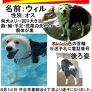 迷子犬を捜しています。