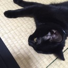 里親探しを始めました - 猫