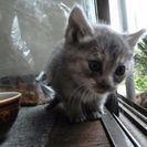 【一旦受付中止】ふわふわ毛質生後一ヶ月の元気な仔猫s