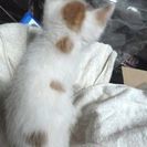 【一旦受付中止】ふわふわ毛質生後一ヶ月の元気な仔猫s − 神奈川県
