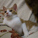 ちゃしろの子猫 おとこのこ ７ヶ月の画像