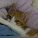 ちゃしろの子猫 おとこのこ ７ヶ月 - 猫