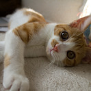 ちゃしろの子猫 おとこのこ ７ヶ月 - 里親募集