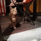 里親さん決定 ベンガル？ベンガル風♂