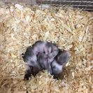 ゴールデンハムスター種
