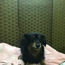 ポメダックスの画像
