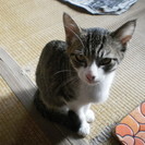 生後3ヶ月のオス猫の里親さんを探しています。