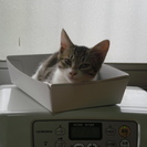 生後3ヶ月のメス猫の里親さんを探しています。