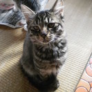 生後3ヶ月の茶トラメス猫の里親さんを探しています。 - 蕨市