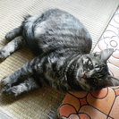 生後3ヶ月の茶トラメス猫の里親さんを探しています。 - 猫