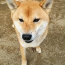 ４歳の柴犬です。