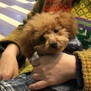 体は小さいですが