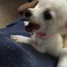 チワワ メス 5ヵ月