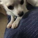 チワワ ６ヵ月 男の子
