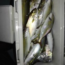 船釣り仲間募集