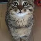 とても馴れた子猫ちゃんの里親さん募集