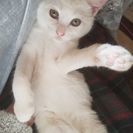 里親さん募集中です