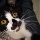 猫探してます