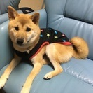柴犬８ヶ月メス