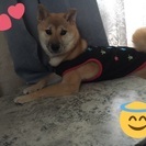 柴犬８ヶ月メス - 立川市