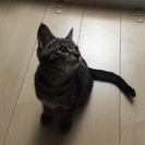 4ヶ月くらいの子猫