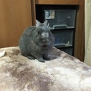 大切に育ててくれる方募集 - その他