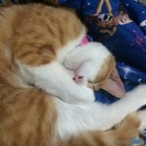 茶トラのオス猫です