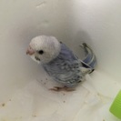 セキセイインコの雛