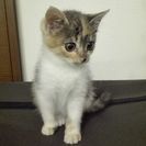 三毛猫、メス、子猫の里親募集です