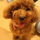 トイプードルの男の子(10ヶ月)です。