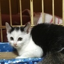 黒白子猫ちゃん